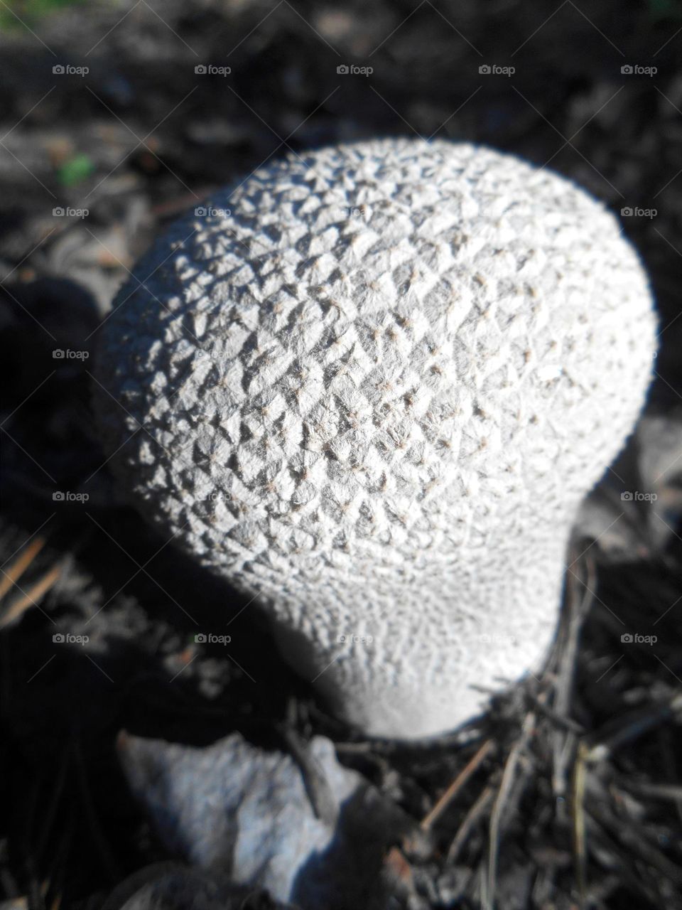 magic mushrooms beautiful texture growing in the ground