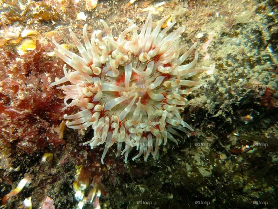 Anemone