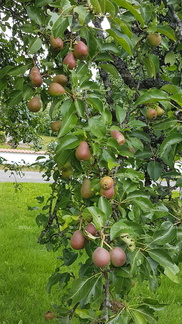 Pear Tree Sweden