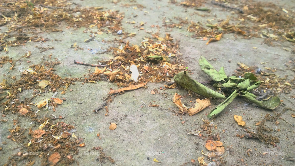 dry leaves on the ground