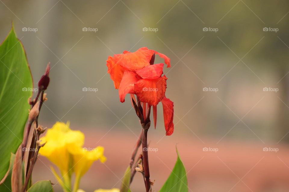 Vivid Orange Big Canna Flower on Blur Background