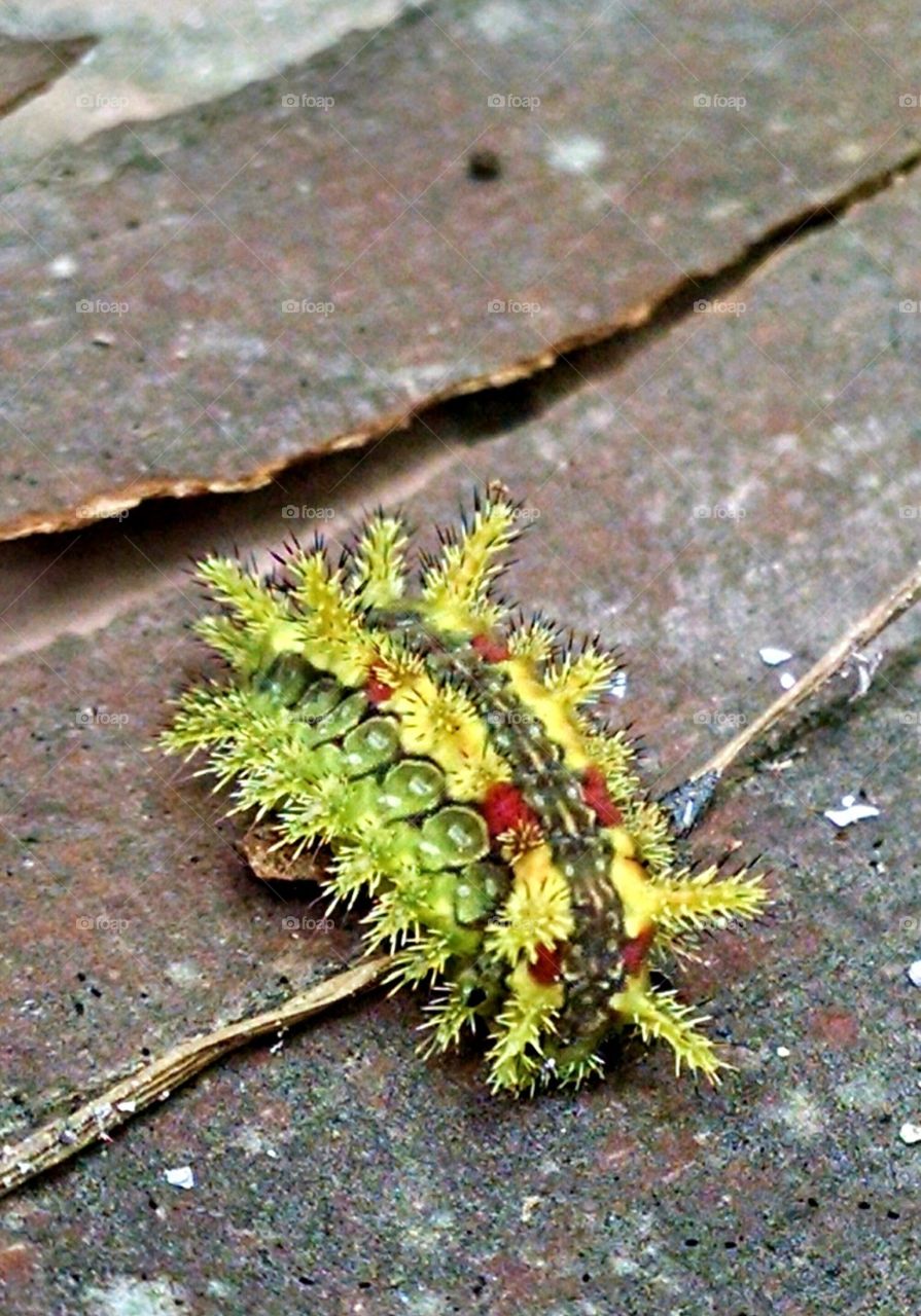 Spiny oak moth caterpillar