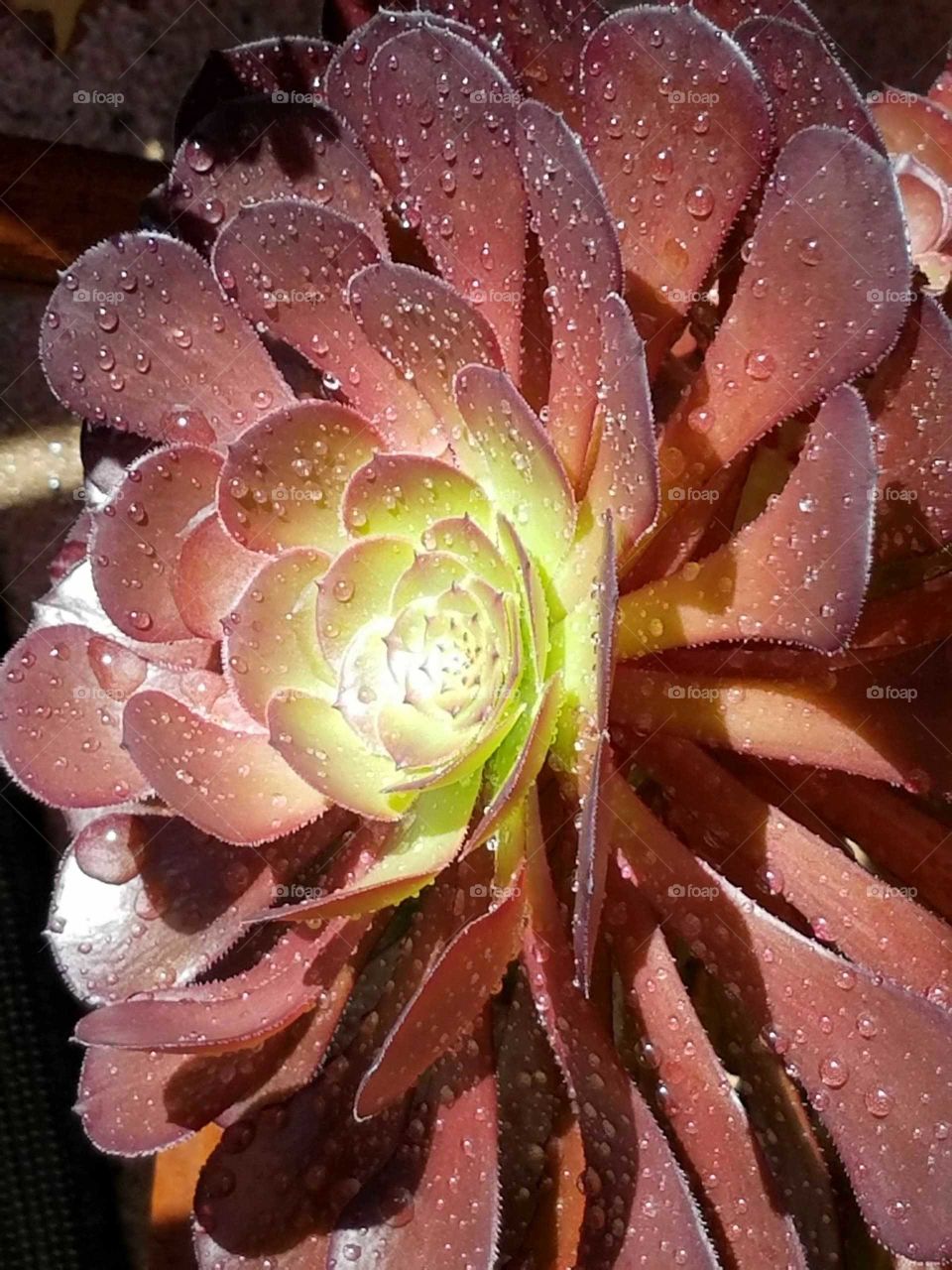 Succulent