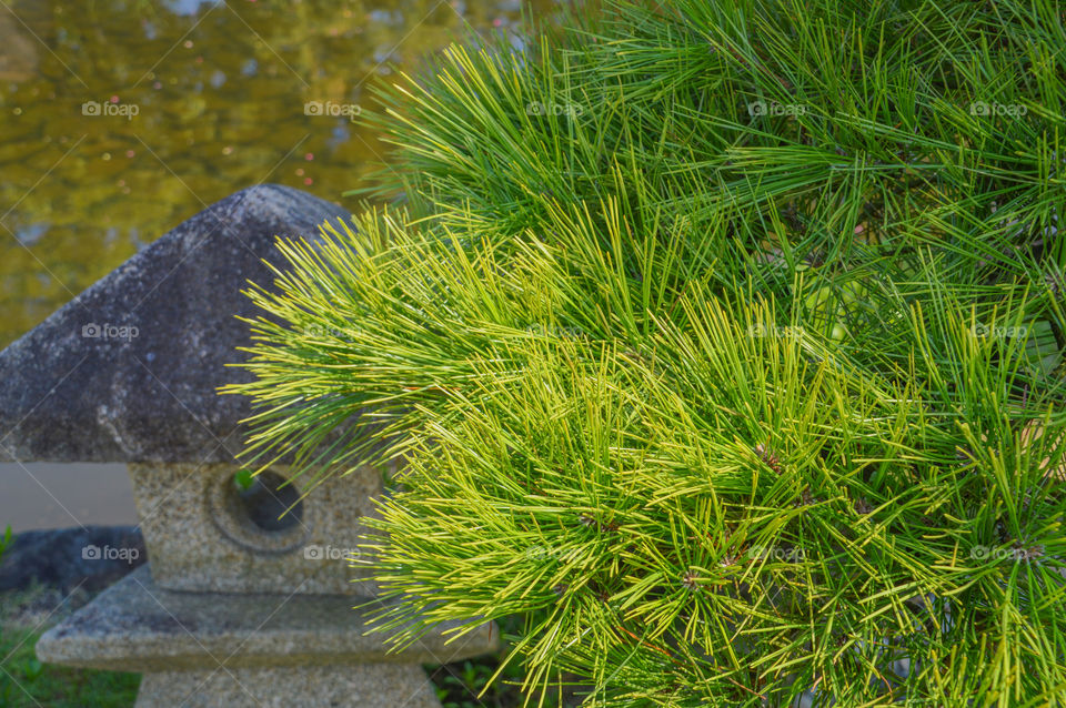 Japanese Pinetree And Stone Latern