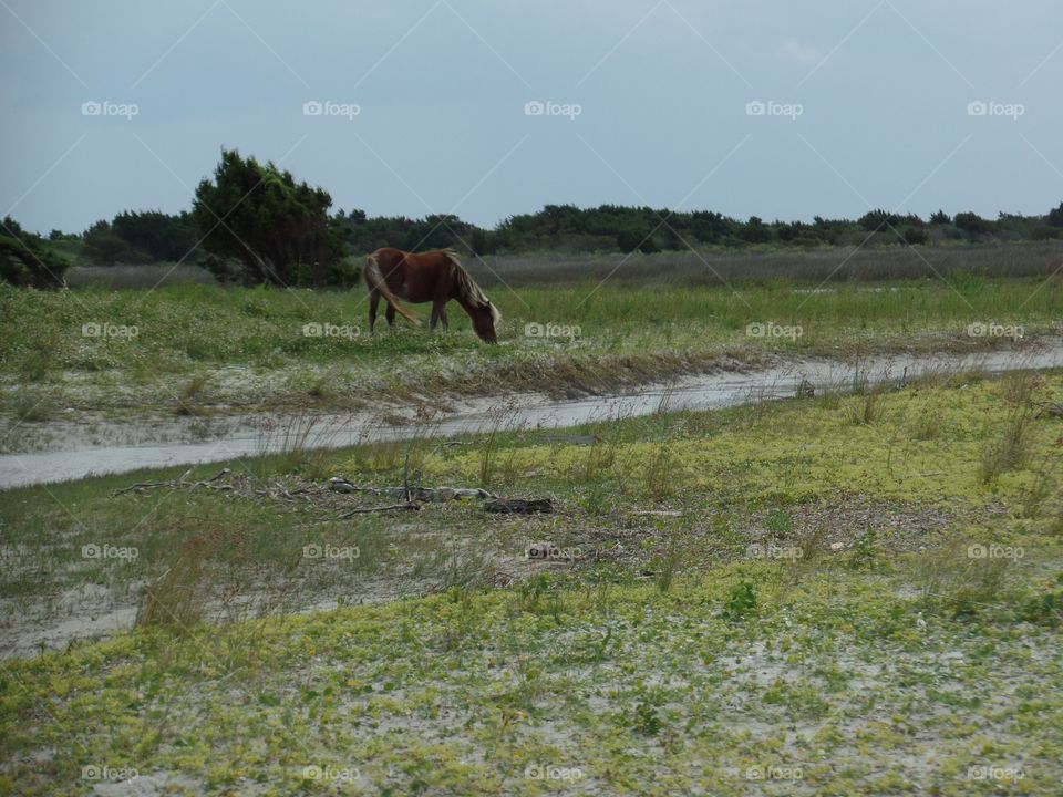 North Carolina