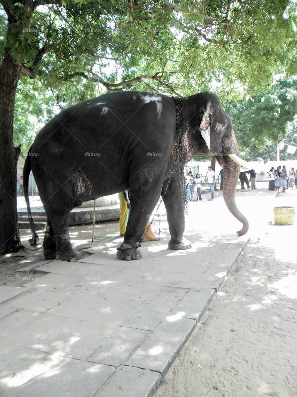 Elephant from Katharagama Devalaya Sri Lanka