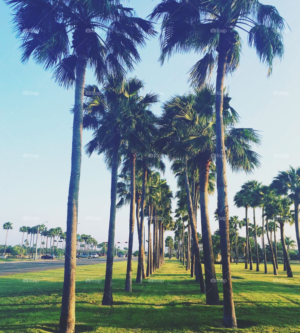 Palm Trees