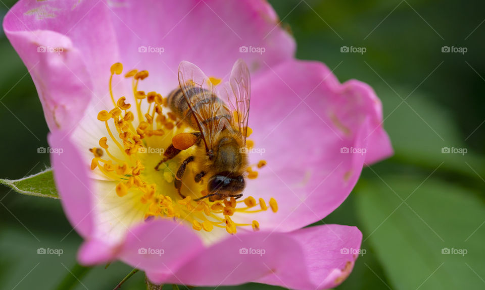 Close-up of a bee on a pink flower