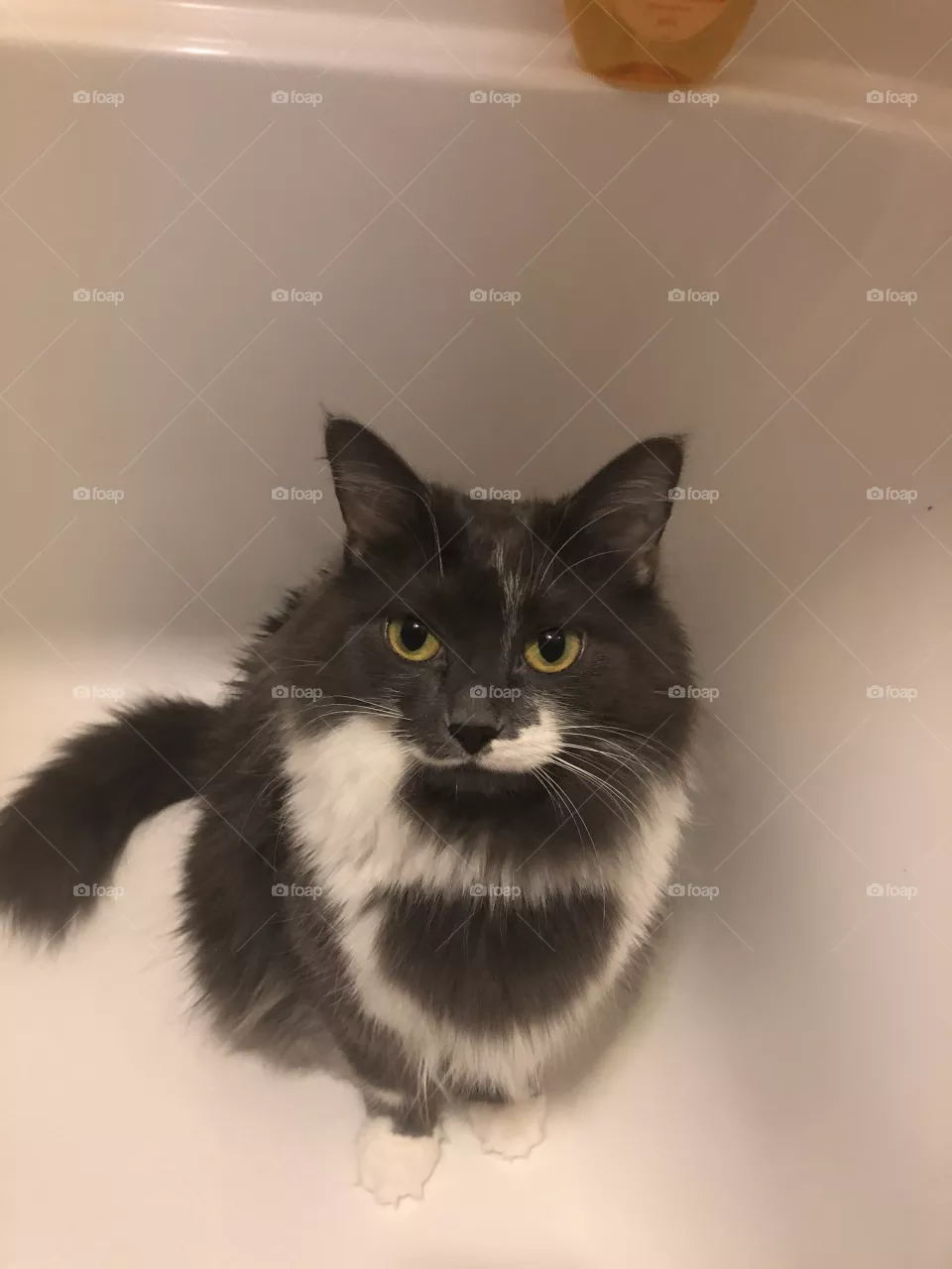 Cat in the bath 