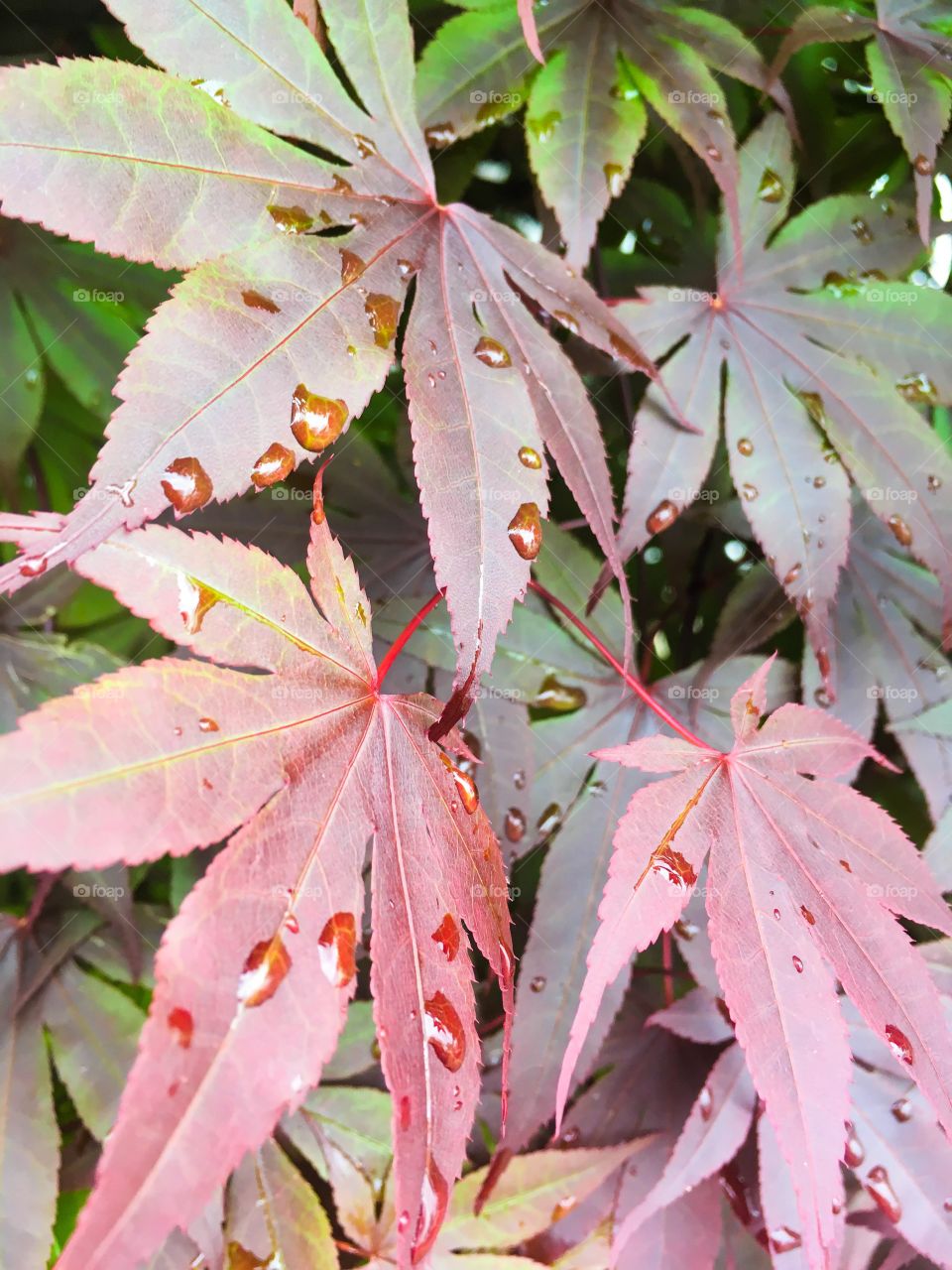 After Rain Foliage