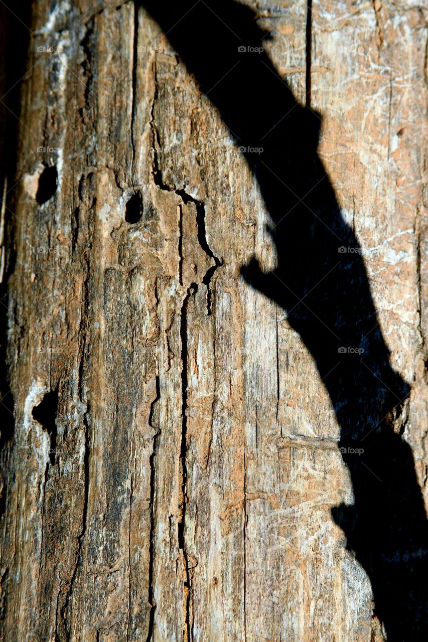 shadow on log.