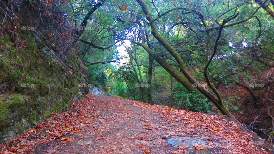 Leaf 🍃 lined hiking trail in Hayward, CA.