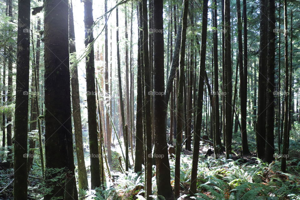 Sun peeking through a dense forest 