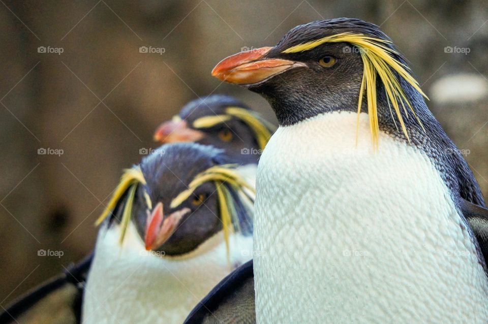 Group of Penguins