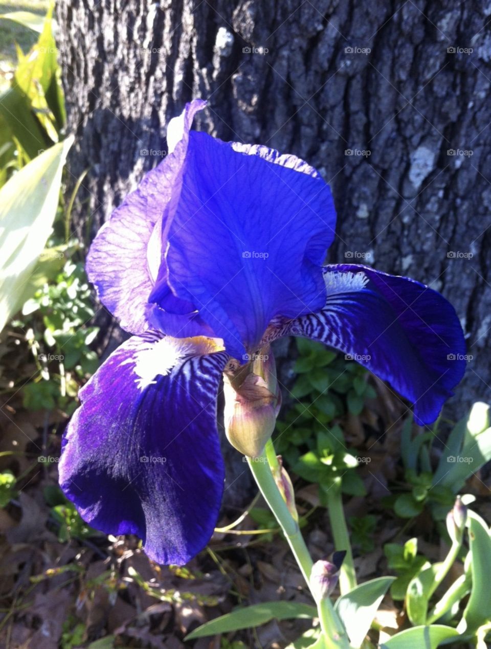 Louisiana Purple Iris