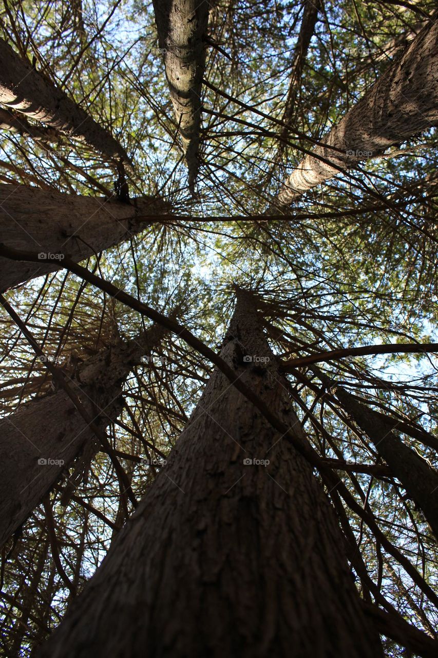 Looking up in the forest