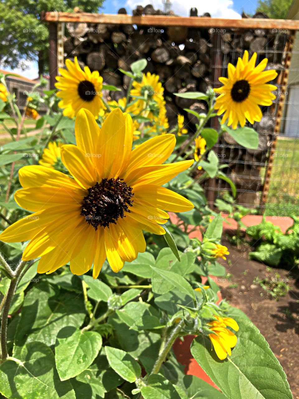 Sunflowers