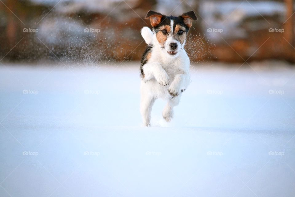 Happy dog in the snow