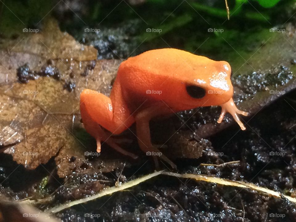 Orange frog