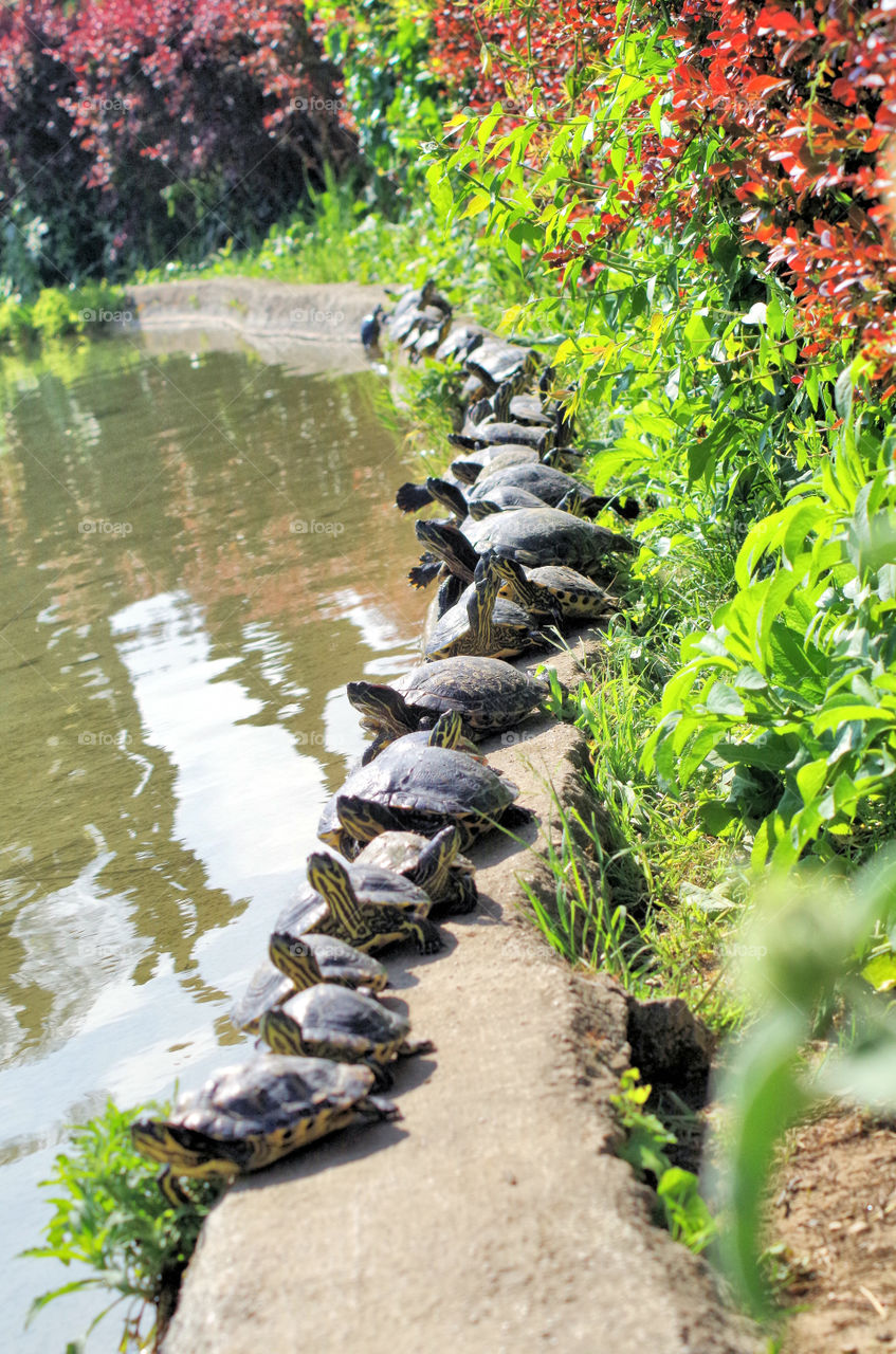 turtles lined in a row