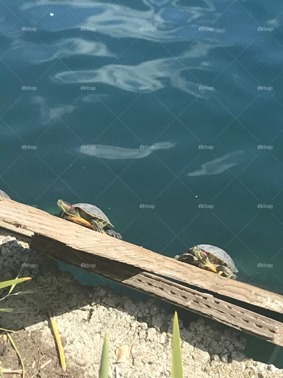 Turtles basking on wood plank