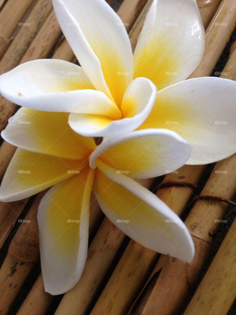 Frangipani. Flowers