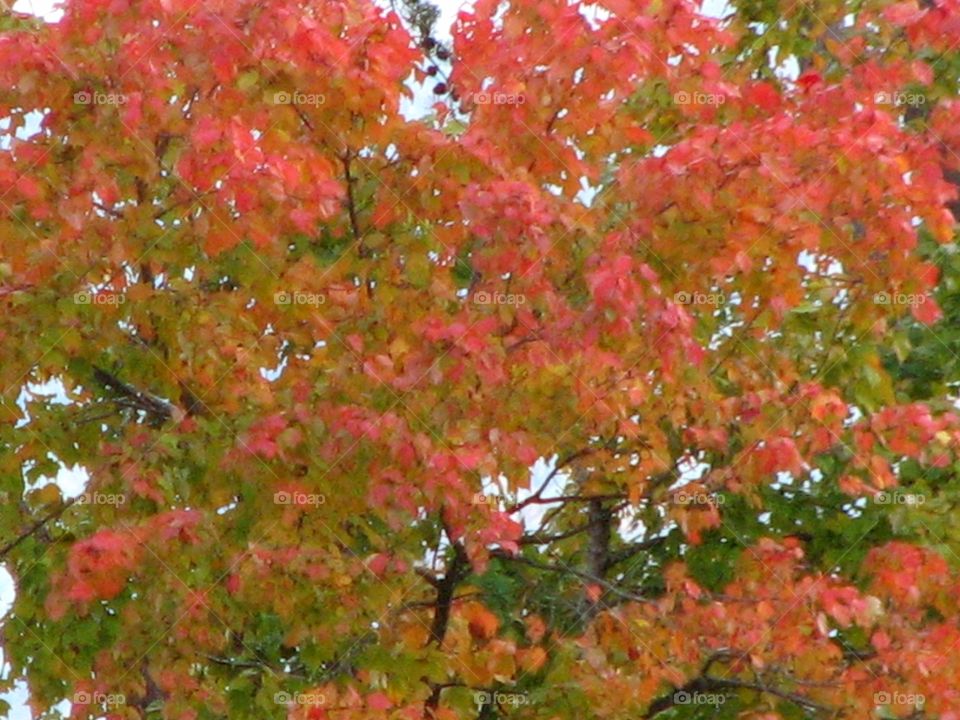 Color changing leaves