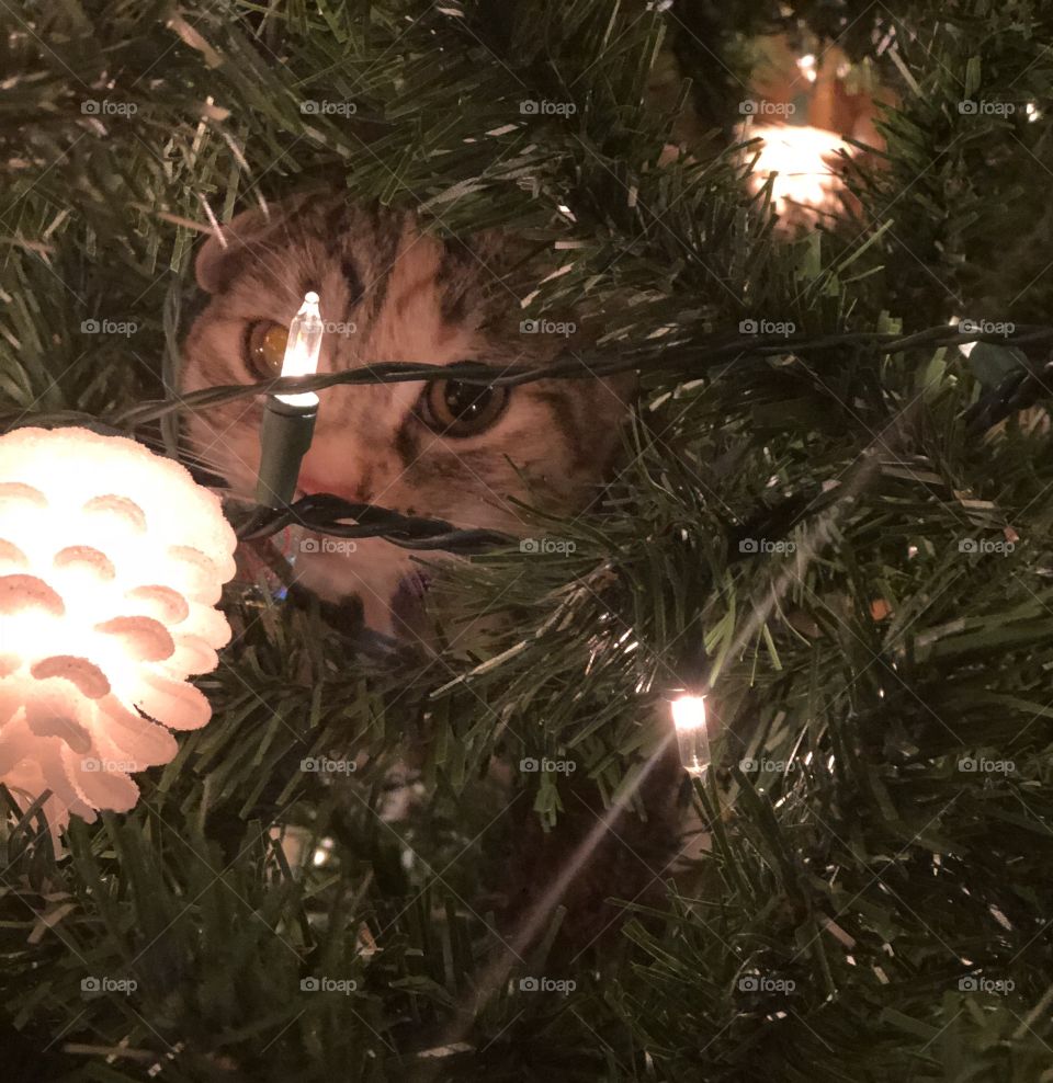 Tabby kitten hiding in a green Christmas tree behind white lights and lighted pinecone