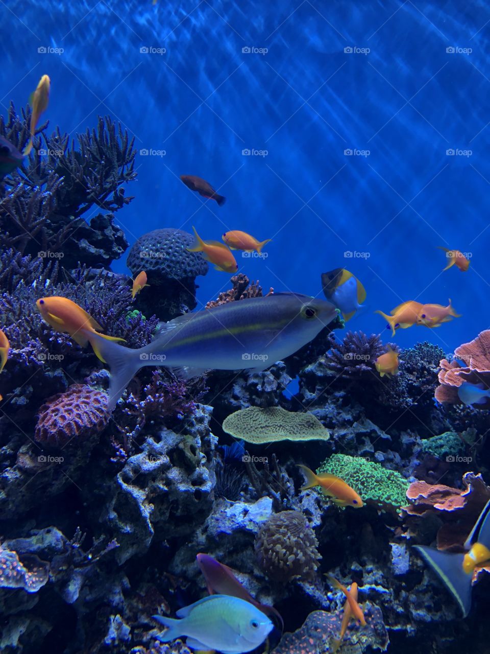 Fish and Coral