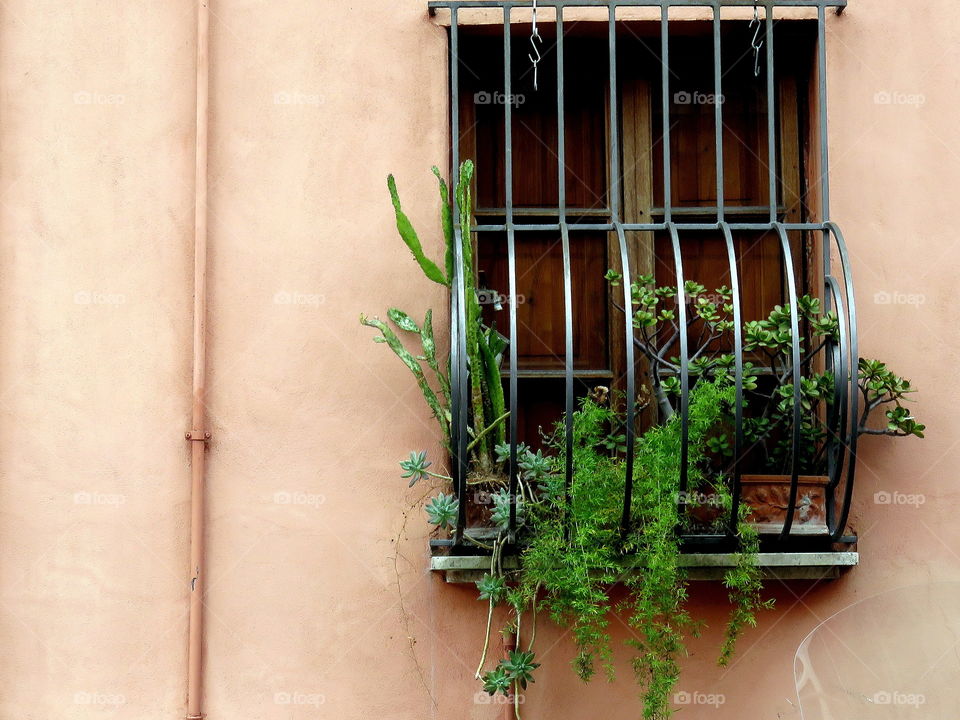 Potted plants on window