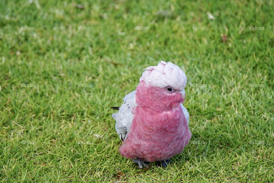 Galah