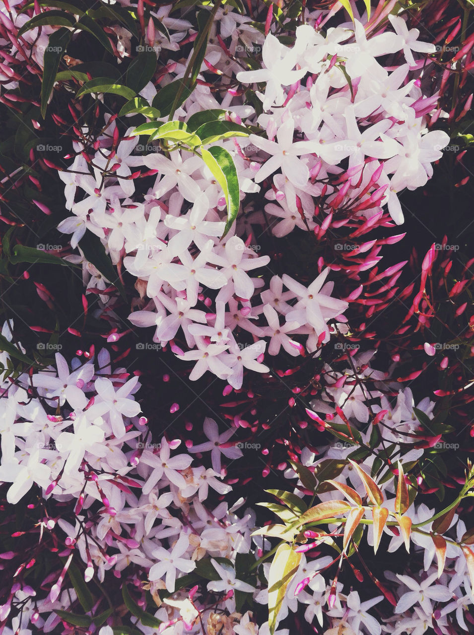 A close-up of jasmine flowers