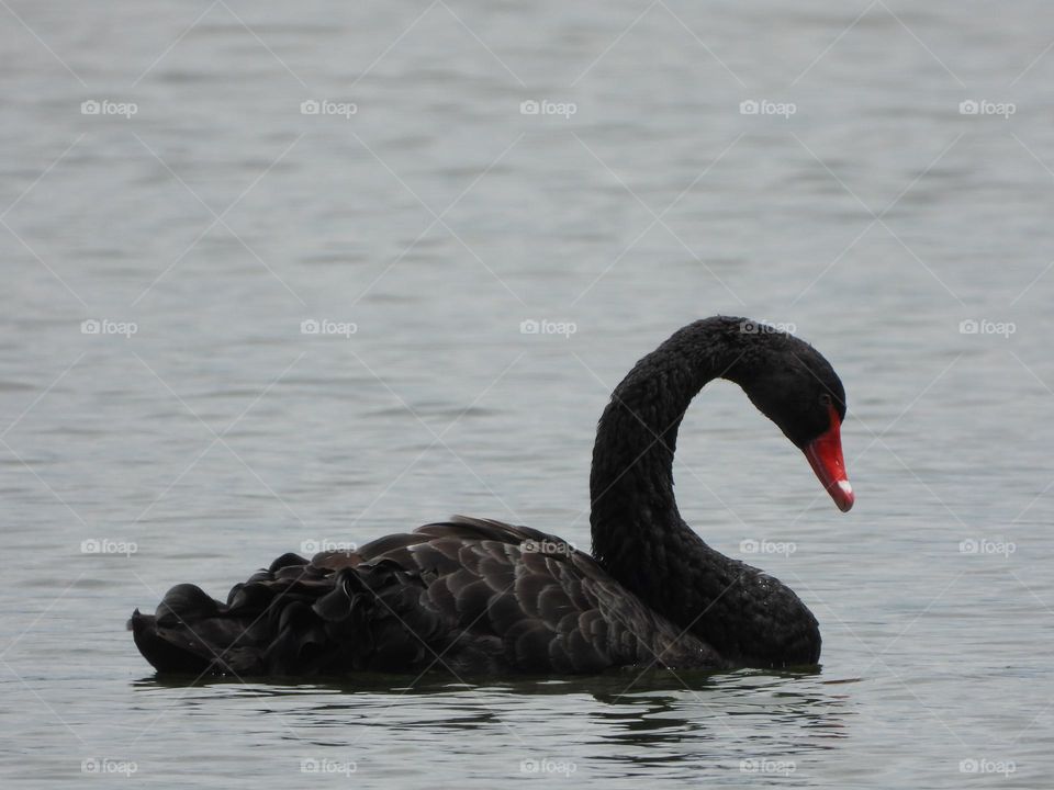 A black swan in a lake