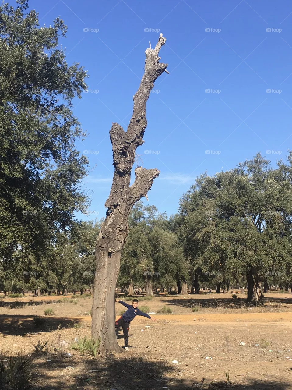 Dead tree