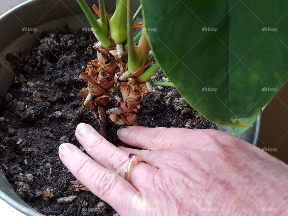 Women caring the plant