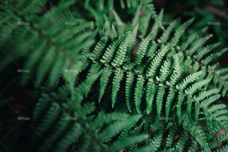 Green: Close-up of green plant leaves