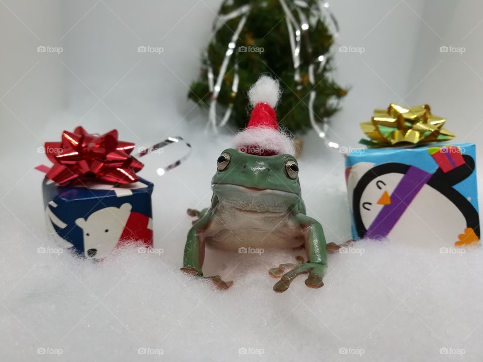 White tree frog wearing a santa hat