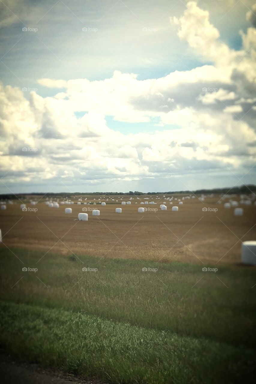 farm field. is this where marshmallows come from?