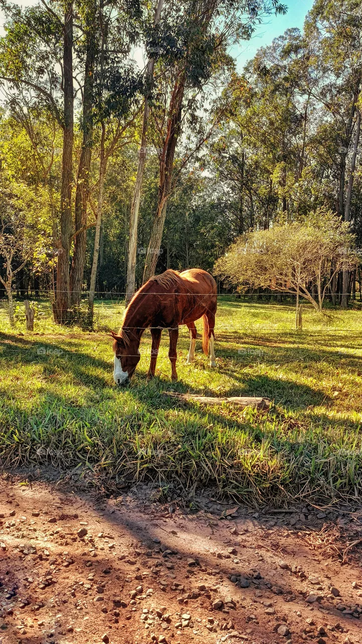 Horse on the farm