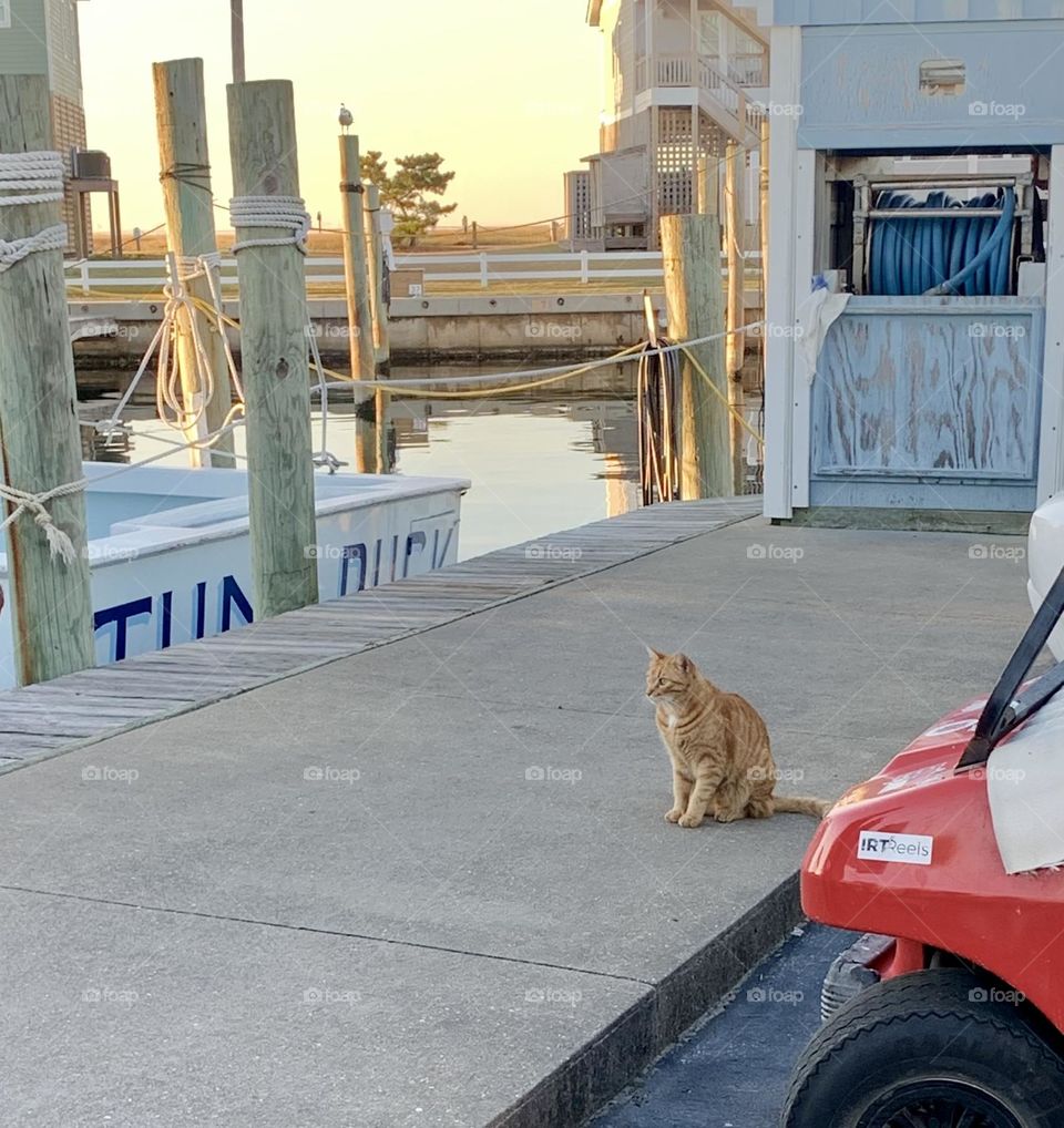 Dock Cat