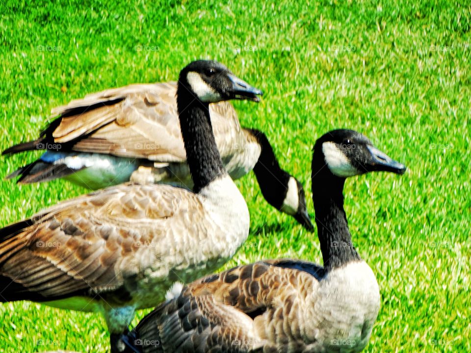 Canada Goose