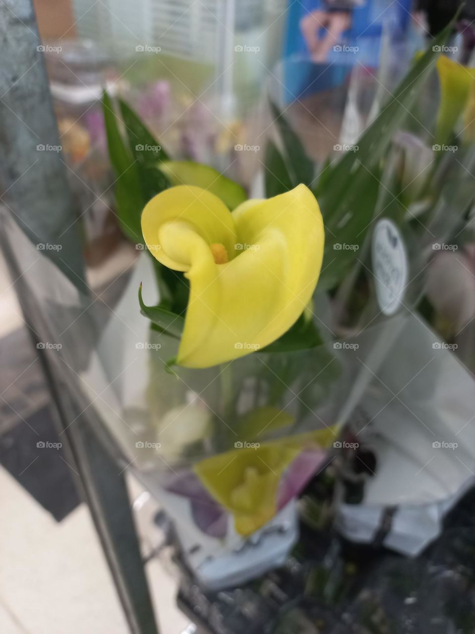 A flor calla amarela,  remete à alegria, amizade, energia, iluminação e sucesso.  É imã flor com presença  constante em casamentos, já  que denota devoção  e felicidade conjugal