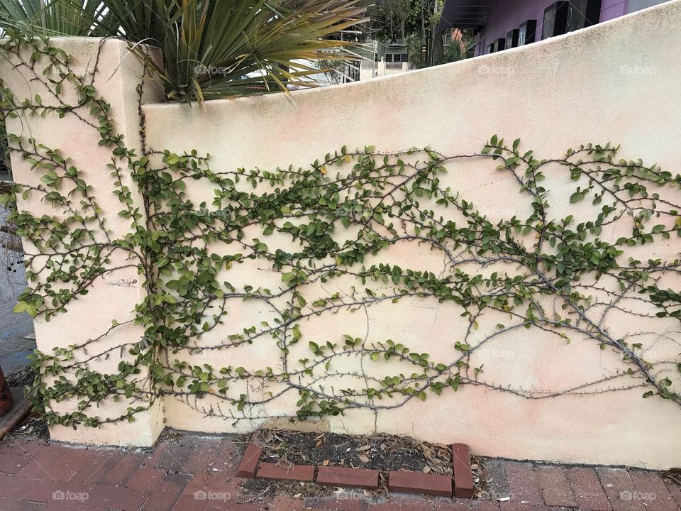 Perfectly grown over wall