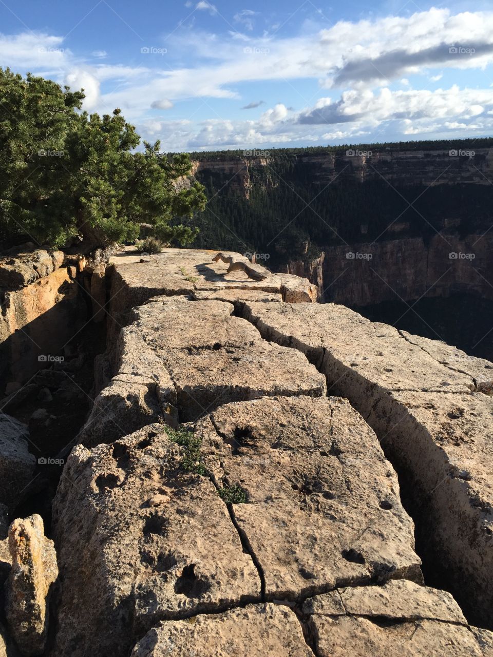 Grand Canyon . Yaki Point 