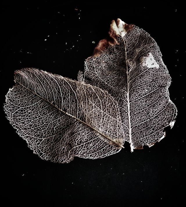 Order Leaves 2