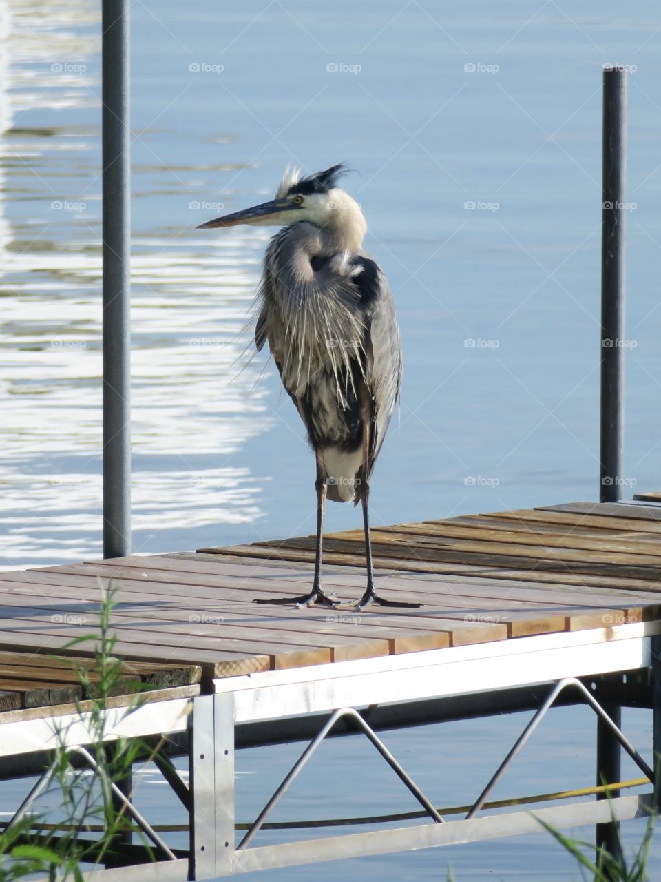 Great Blue Heron Standing on Wooden Dock