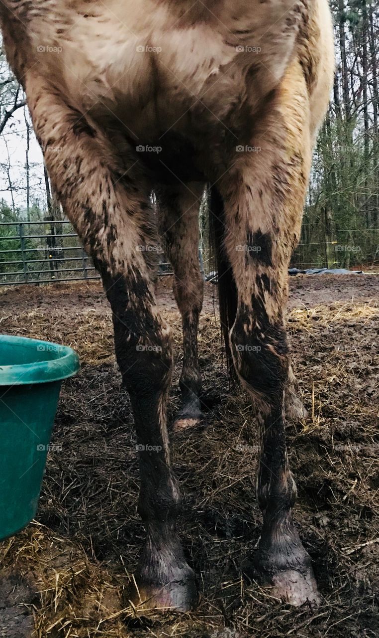 Our dirty palomino Wrangler had a good time in the mud. 