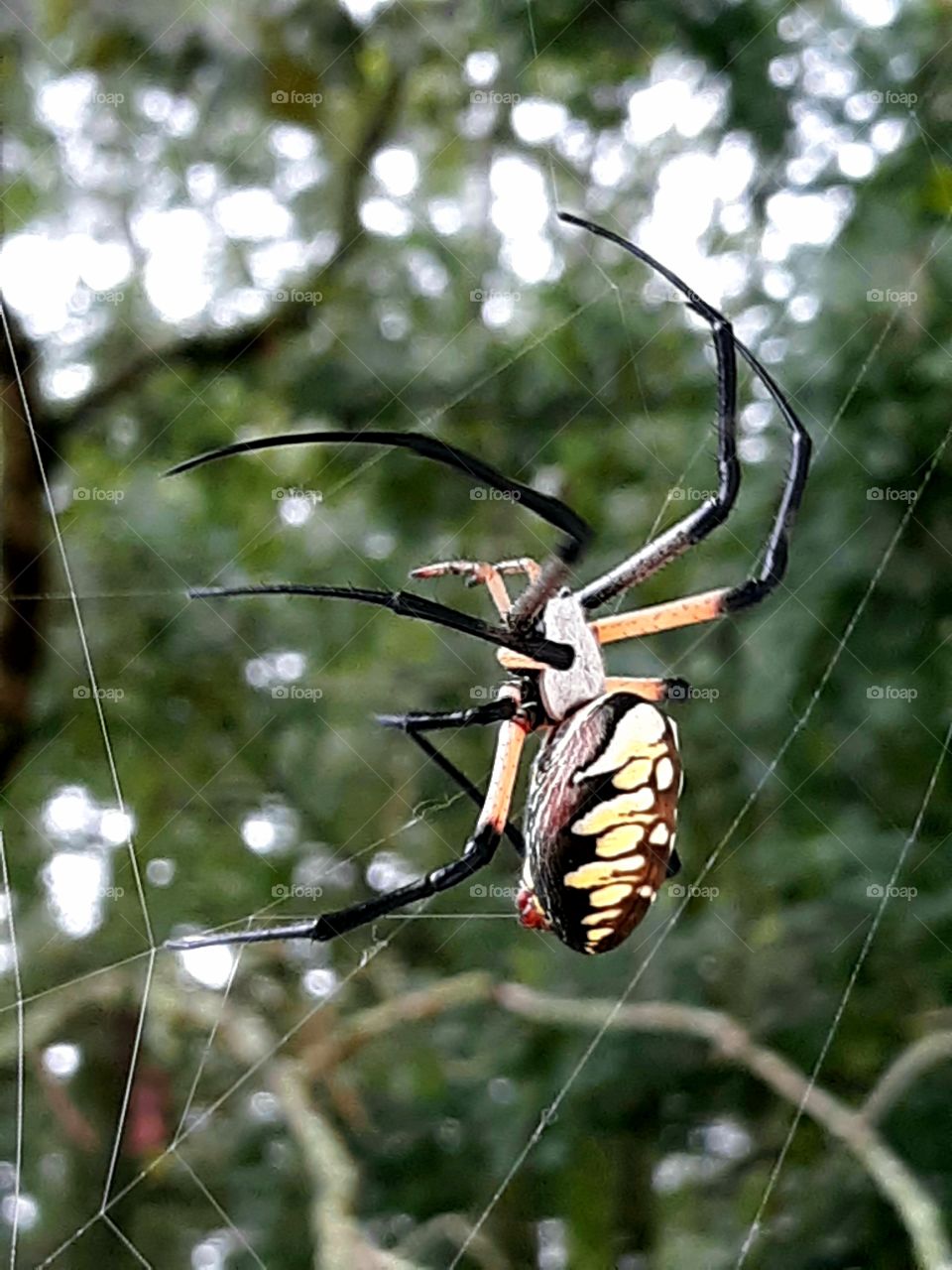 Long night, time to rebuild web