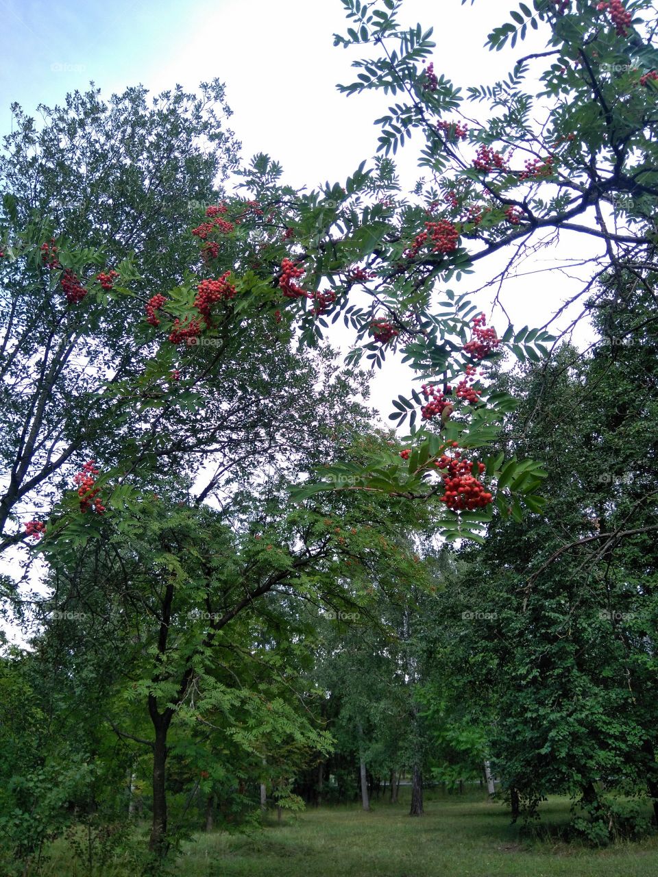 summer landscape in the green park red berries trees and sky view