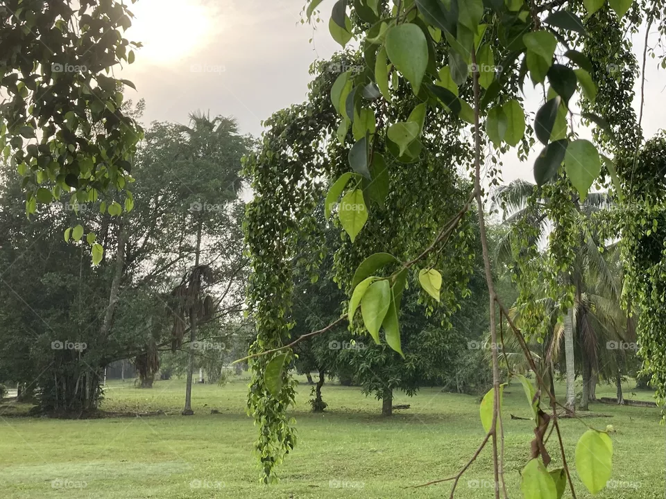 Beautiful morning